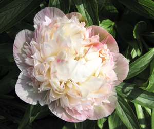 fauxflamepeony
