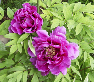 treepeony