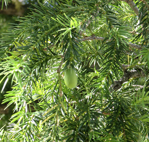 Torreya californica