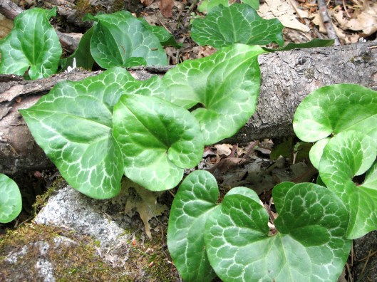asarum