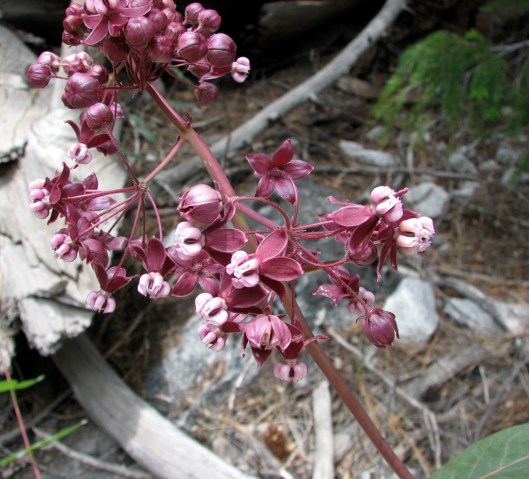 asclepias