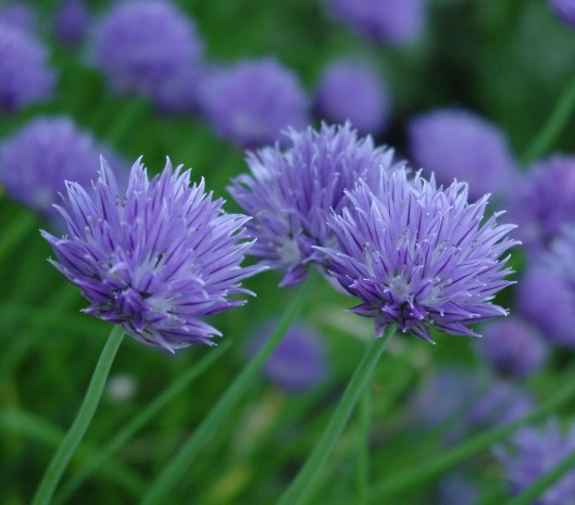 Chives Chives