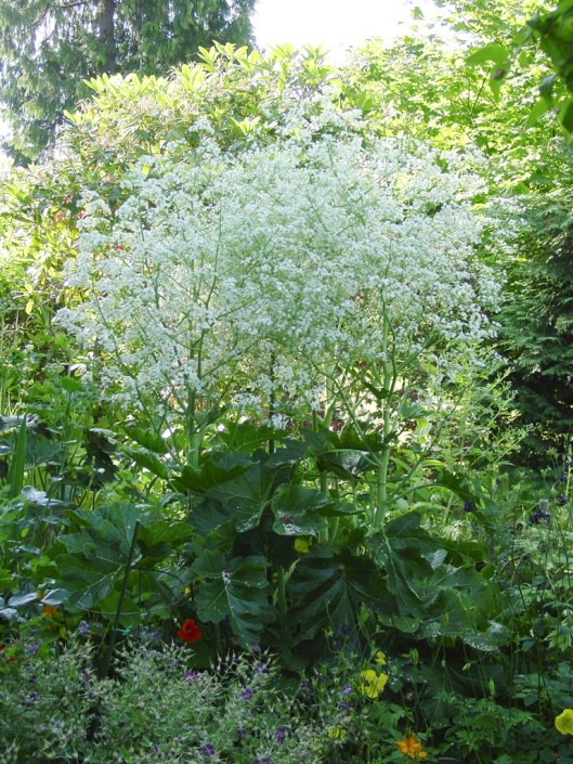 crambe crambe