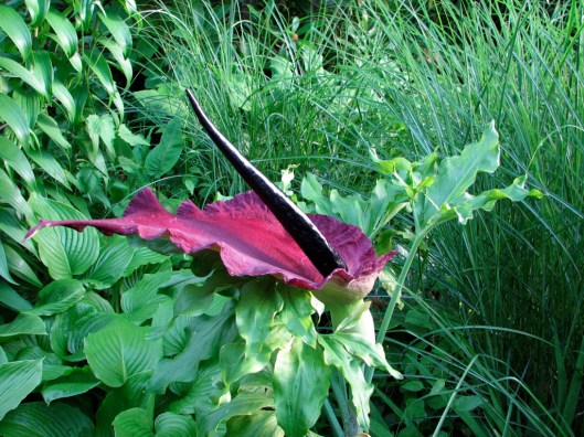 dracunculus dracunculus