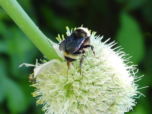 onion_bee onion_bee
