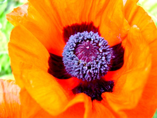 orntlpoppy orntlpoppy