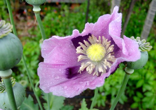 prplpoppy_2 prplpoppy_2