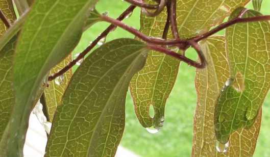 clematisraindrops