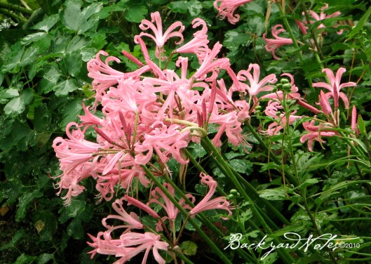 nerines_rain