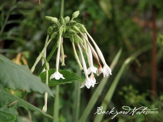 Nicotiana_rain