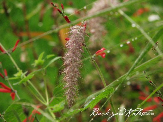 pennisetum_rain