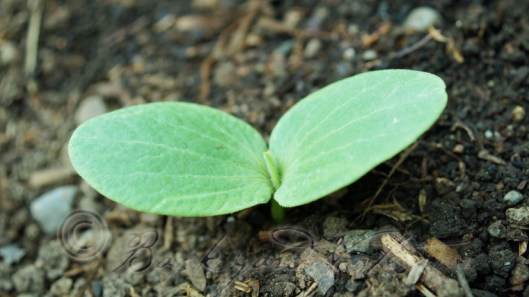 Volunteer squash seedling