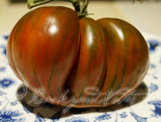 A ripened Berkley Tie Dye tomato, streaked with green.