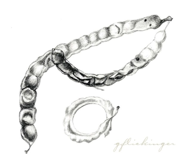 Mesquite  beans(Prosopsis glandulosa) from Death Valley