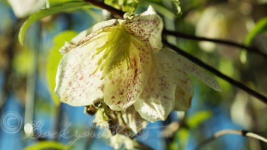 A lovely winter blooming clematis on a clear day 