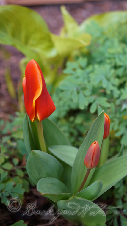 The earliest tulip has just pushed up over the past week