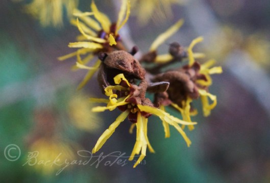 Witchhazel, Hamamelis x intermedia