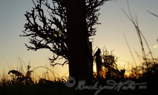 Silhouette of pear and apple trees at sunset. Hooray! The sun is now setting closer to 6:00 p.m.