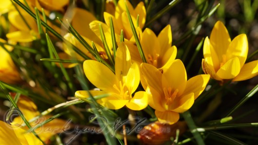 yellowcrocus