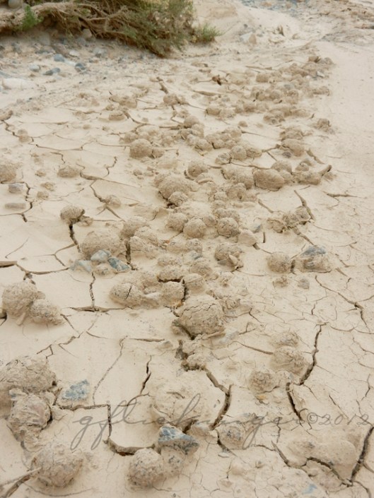 Little meatball sized mudballs stuck in place