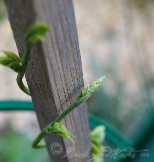 The twist of a bean stalk seeking support