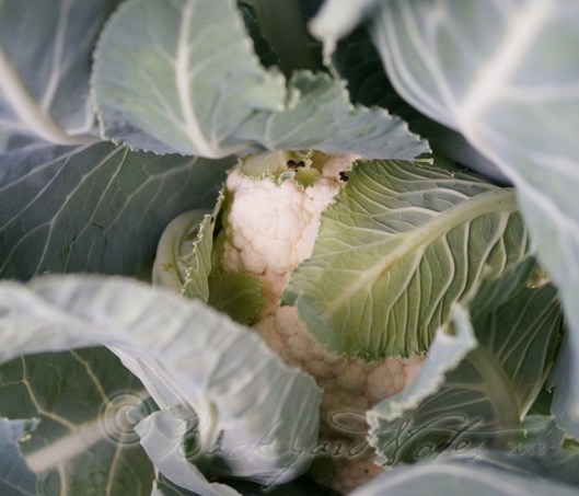 The rolling, cradle of leaves that surround and protect a cauliflower