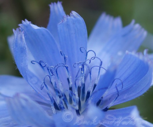 The roll of pollen laden stamens in a chicory flower