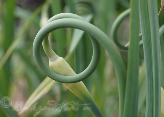 The sinuous curl of a garlic scape