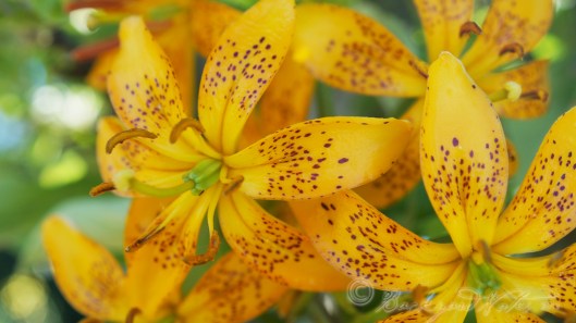 The recurving petals of lilium citronella 