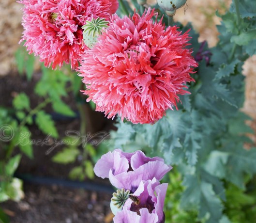 The soft wave of a poppy's petal and oval of a honeybee's body