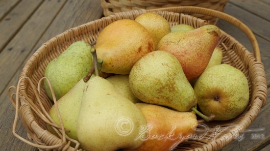 Bartlett and  Comice pears