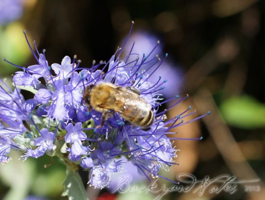 partaking of nectar from caryopteris 'Dark Knight'