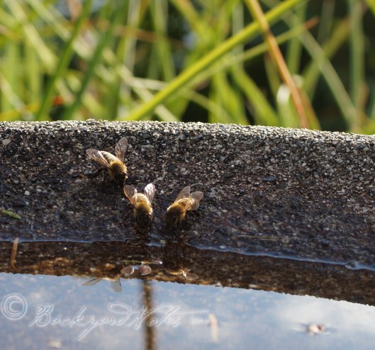 Bees drinking at the birdbath. We have a beekeeper in our neighborhood–hooray!