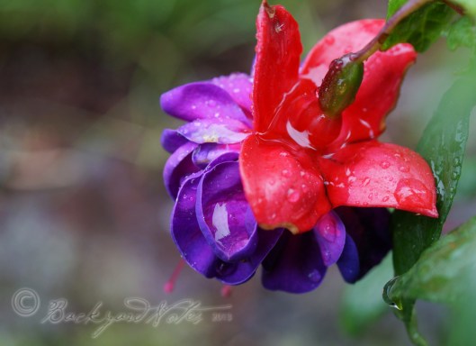 Fucschia “Dark Eyes”