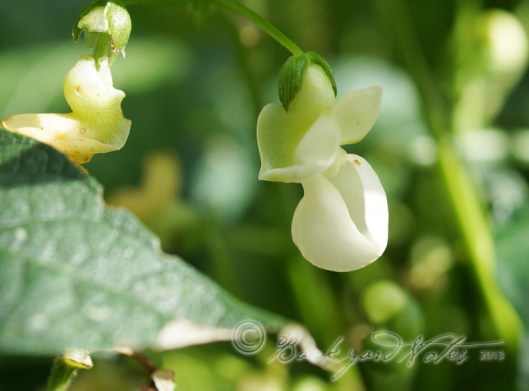 Is this a beautiful blossom? Bean blossoms are often hidden by the leaves