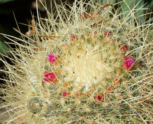 30 year old (maybe older) mammillaria pringlei.