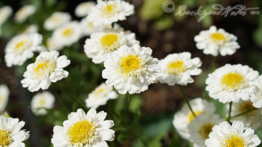 Matricaria. They look so cheerful and like sunny side-up eggs. They self-sow.