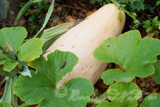 BIG mystery squash. Came from the zucchini packet!