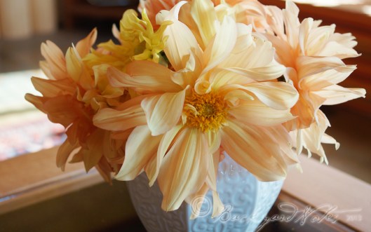 Mystery dahlia, but quite lovely