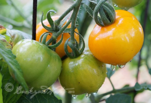 Jaune Flamée tomatoes in the rain