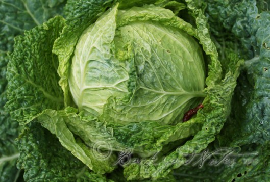 Savoy cabbage
