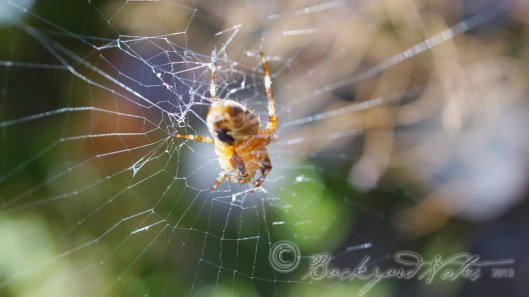 These are EVERYWHERE. 