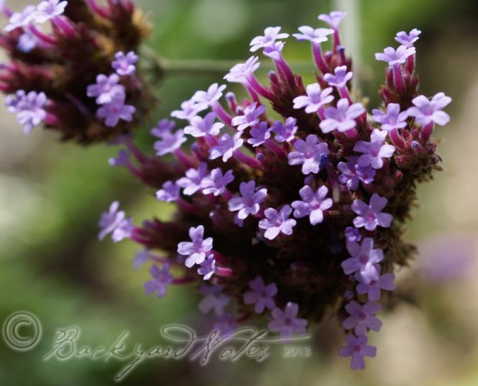 Many plants in my ornamental and vegetable gardens are volunteers, like this verbena bonariensis whose seeds came from compost. Volunteer flowers in the vegetable garden enliven the scenery and invite lots of pollinators and predators alike.