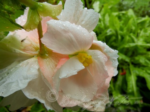 whitebegonia