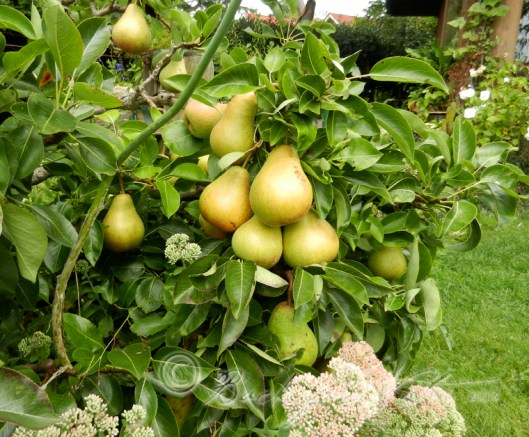 A cluster of Rescue pears
