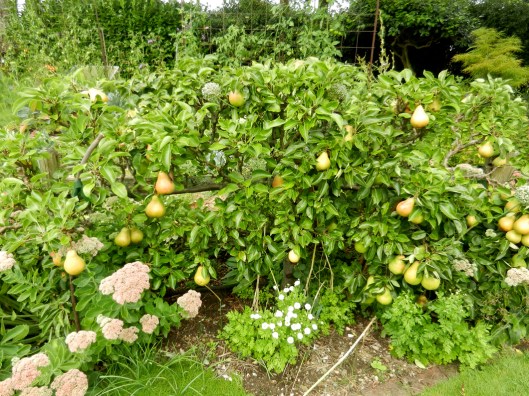 Our espaliered pear tree