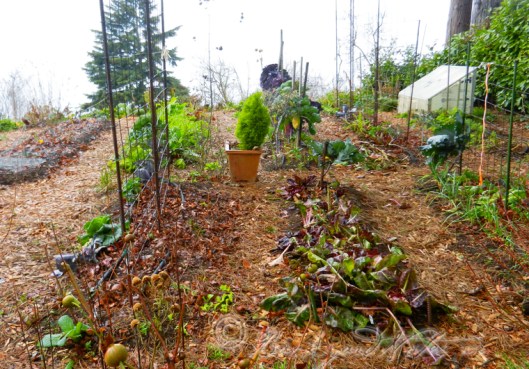 The vegetable garden at partial rest on the last day of 2013