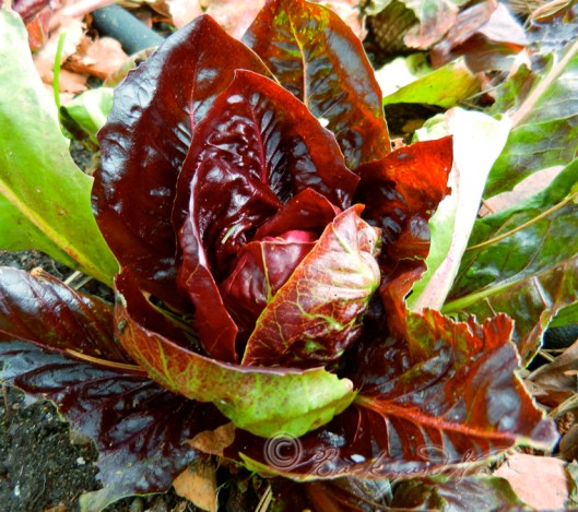 Treviso type raddichio