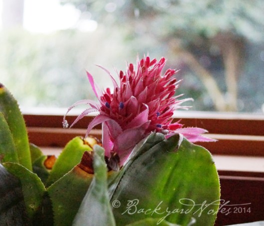 Aechmea fasicata