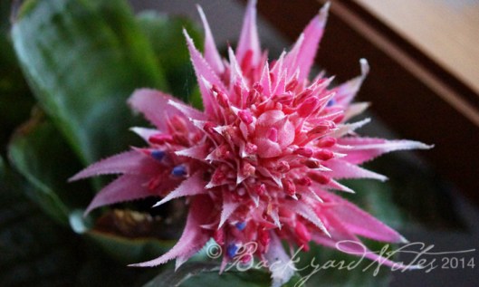 Aechmea fasciata_2